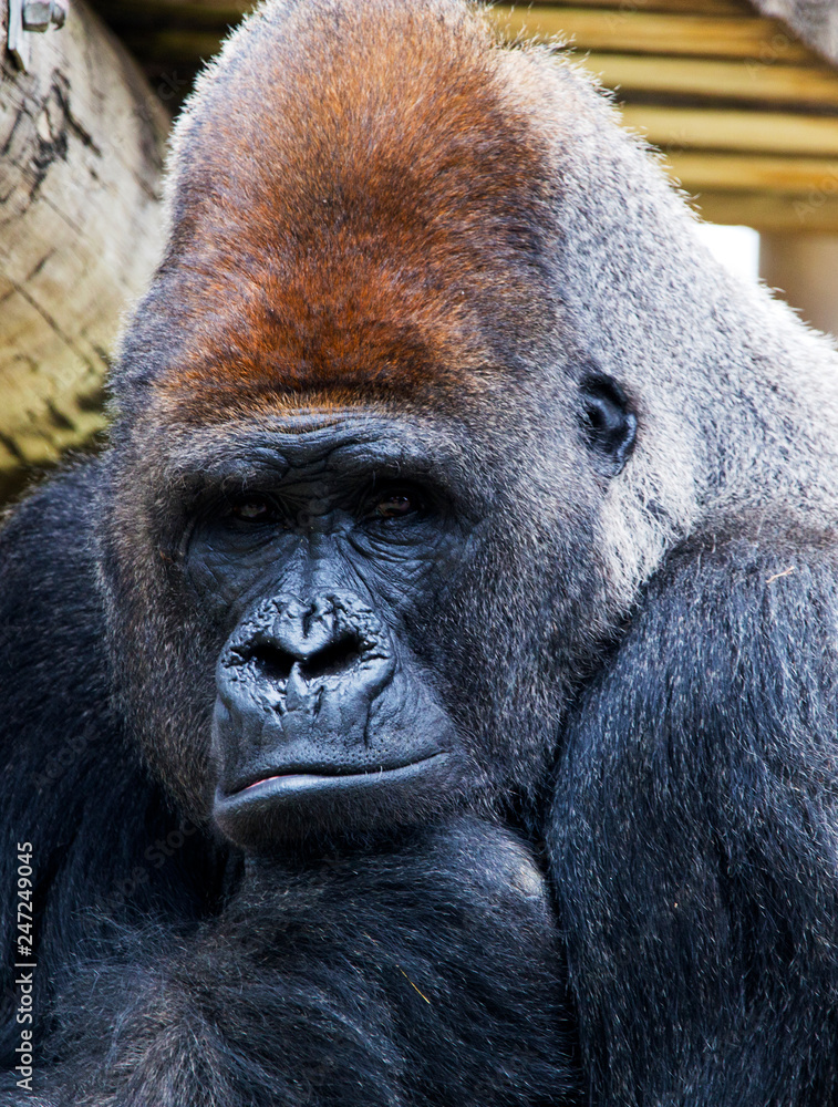 Obraz premium Gorilla at the Gladys Porter Zoo in Brownsville Texas