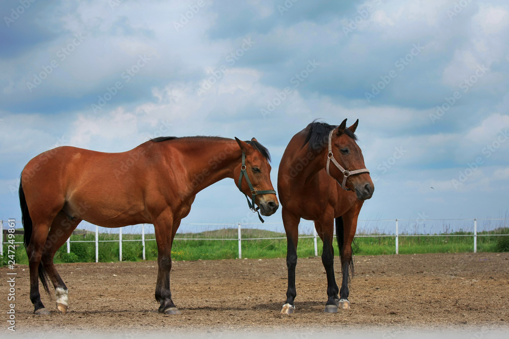 Two beautiful brown horses stand in a field on a stable