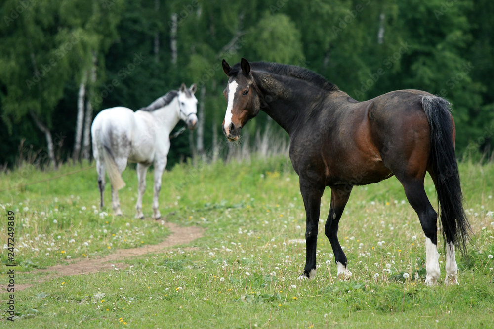 Beautiful horses in nature