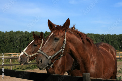 Two brown horses portrait
