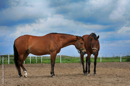 Two beautiful brown horses are standing in the field.