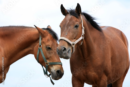 Two beautiful brown horses