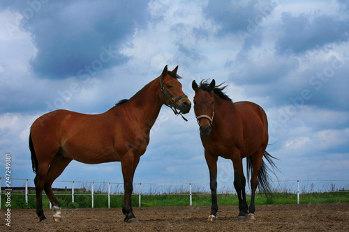 Two beautiful brown horses in the field