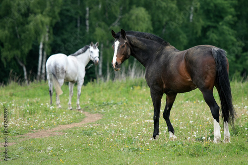 Beautiful horses in nature © yanakoroleva27