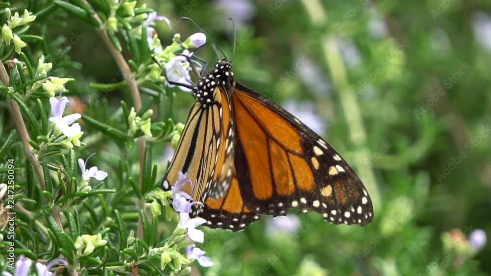 Monarch Butterfly in Garden Close up Monarch Butterfly in Garden Close up