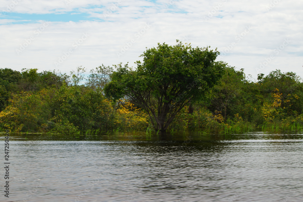 Manaus, Amazonas, Brazil. Rio Negro river and its beauties that enchant to all visitors. Amazonia, the living nature. Manaus, Amazonas, Brazil. Rio Negro river and its beauties that enchant to all visitors. Amazonia, the living nature.