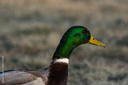 Profile of a male Mallard Duck in the evening light.