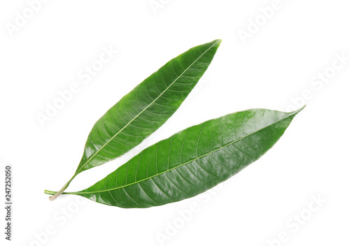 Fresh green mango leaves on white background