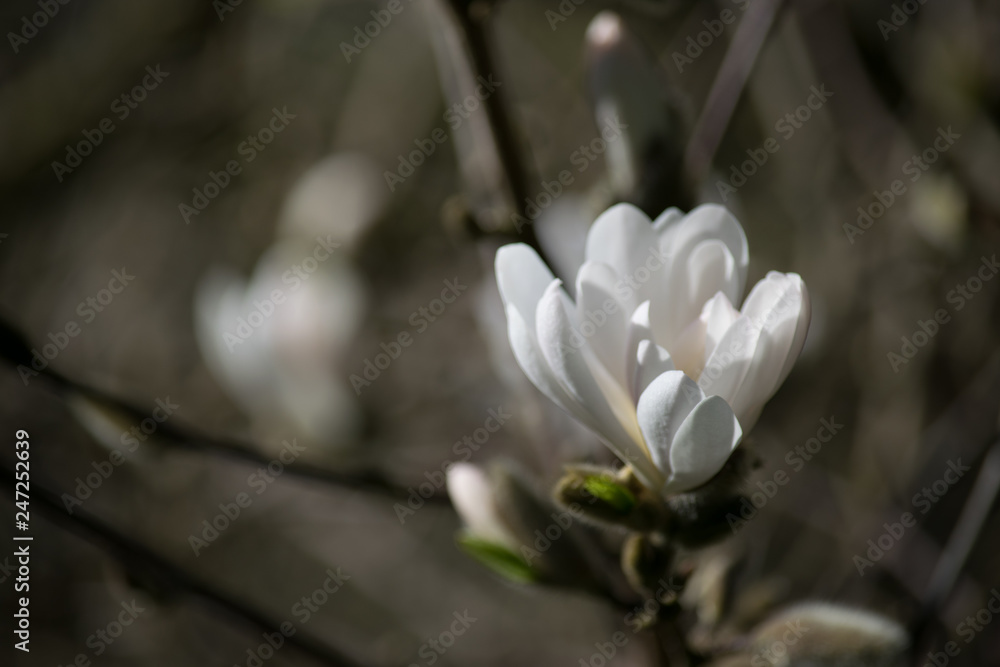 white flower white flower