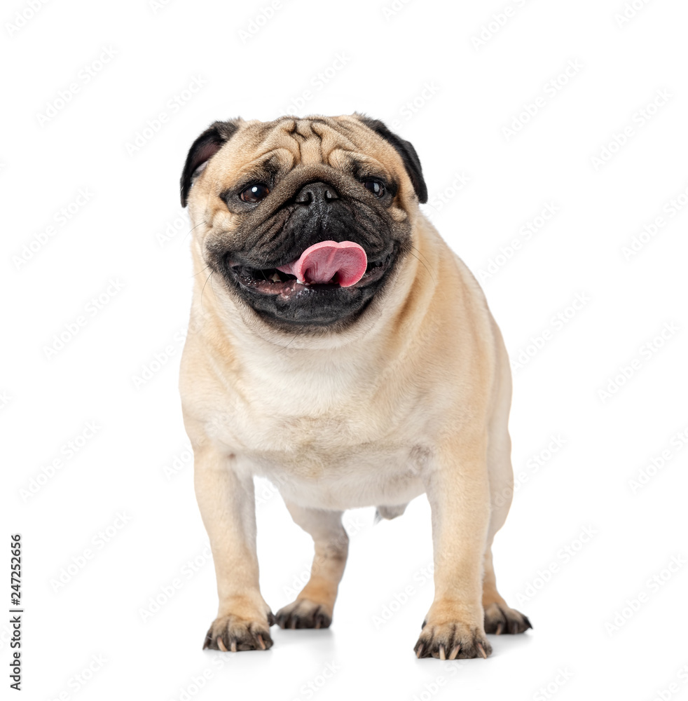 Funny dog pug stands with tongue hanging out, isolated on white background.