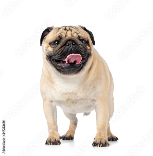 Funny dog pug stands with tongue hanging out, isolated on white background.