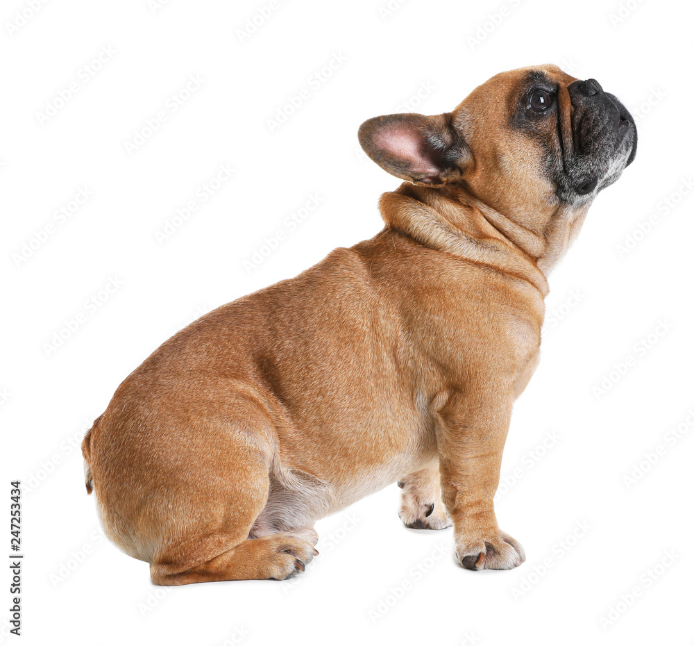Cute French bulldog on white background. Funny pet Cute French bulldog on white background. Funny pet