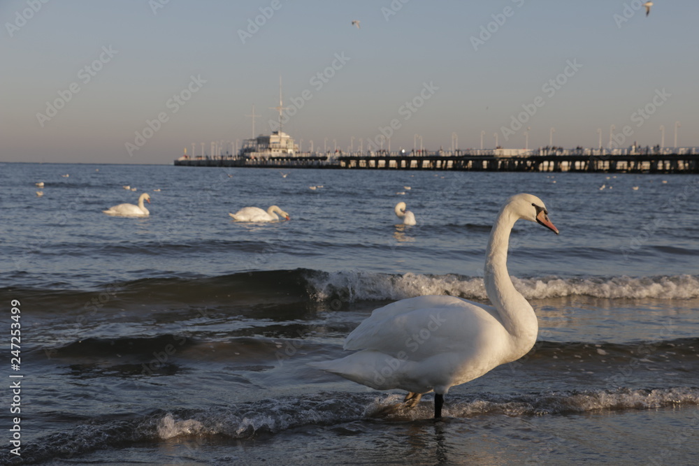 Beautiful, white swan on the sea beach. Baltic coast. A cold, frosty, sunny day. In the background a wooden pier in Sopot. Floating swans in the sea. A blue, clear, cloudless sky. People walking.