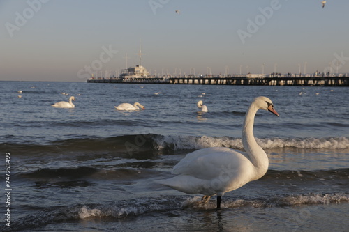 Beautiful  white swan on the sea beach. Baltic coast. A cold  frosty  sunny day. In the background a wooden pier in Sopot. Floating swans in the sea. A blue  clear  cloudless sky. People walking.