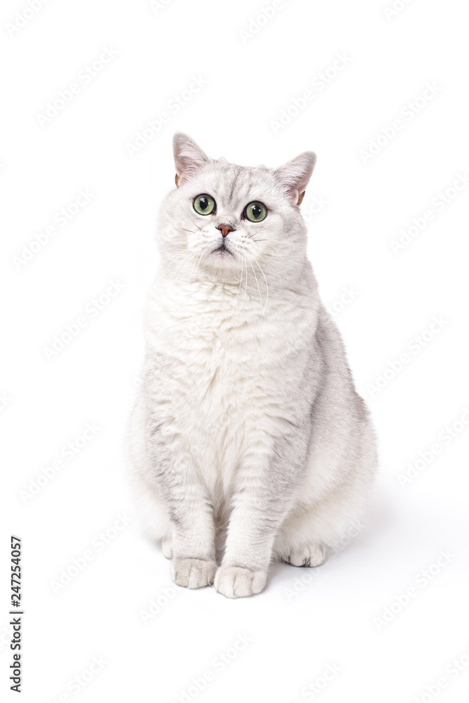 Fototapeta premium British Lorthair smoky cat isolated on white is waiting