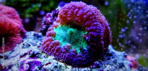 Blastomussa sp. LPS coral living decoration in reef aquarium tank