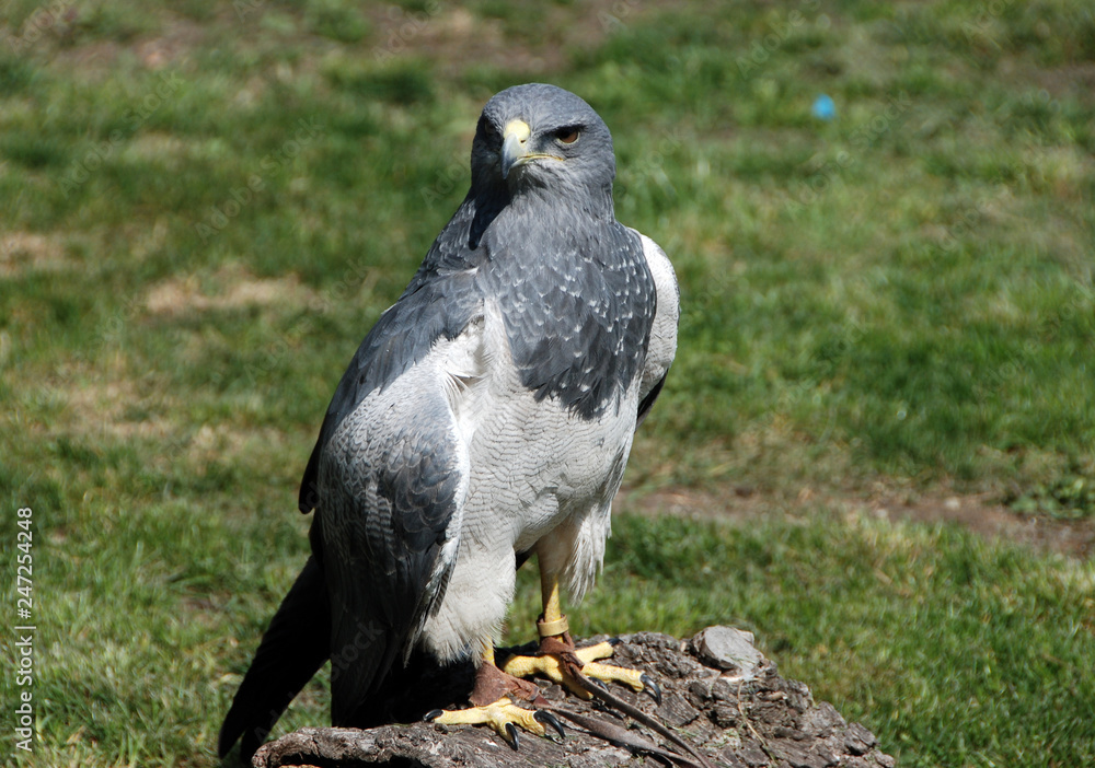 Fototapeta premium azor