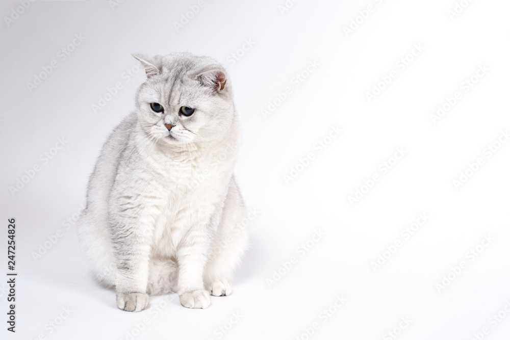 Fototapeta premium Kot brytyjski długowłosy zadymiony na białym tle siedzi i watc