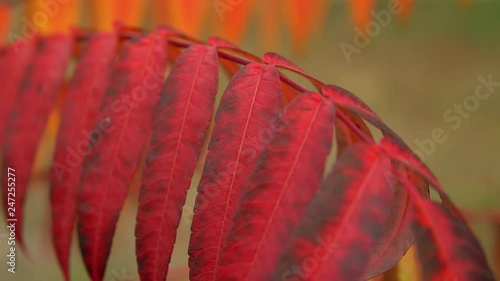 autumn leaves background red colors foliage photo