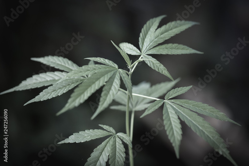 seedling of cannabis, Growth of marijuana trees , Cannabis leaves of a plant on a dark background, medicinal agricultur.