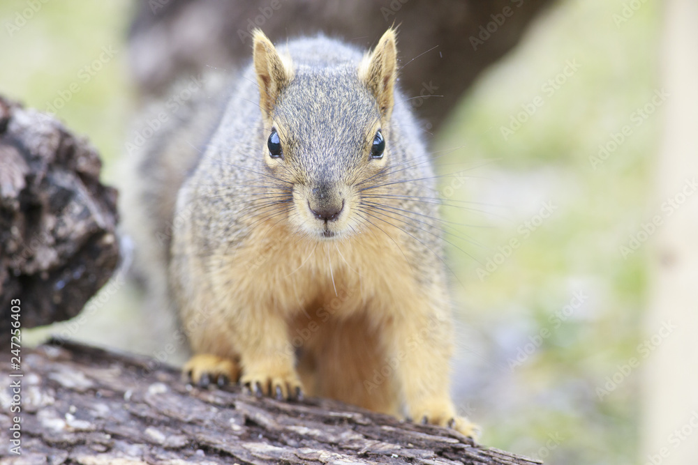 Fox squirrel eating feeds backyard feeder home outside Fox squirrel eating feeds backyard feeder home outside