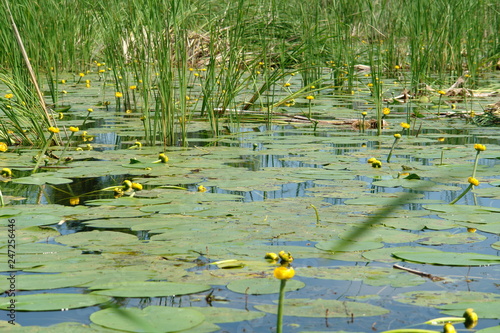 yellow lilies in pond