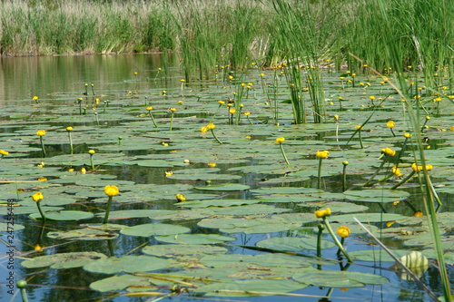 pond with yellow lilies