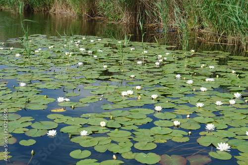 river wight lilies 