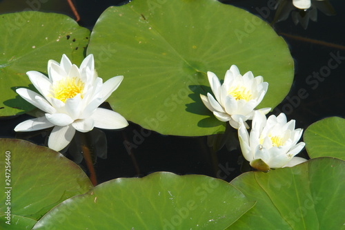 lilies wight