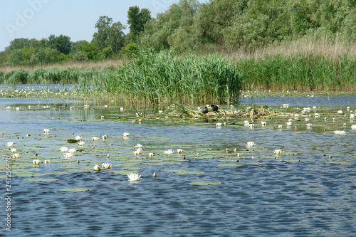 landscape with river birds and lilies 