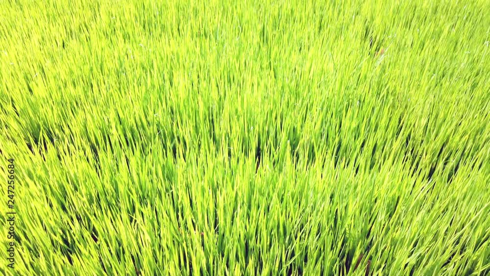 Rice field, Rice sprout seedings farm or paddy field, 4k ultra HD slow motion. Rice field, Rice sprout seedings farm or paddy field, 4k ultra HD slow motion.