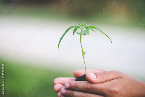 Farmer Holding a Cannabis Plant, Hand gently holding rich soil for his marijuana plants