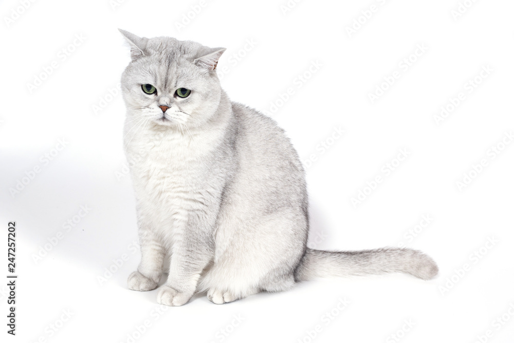 British Lorthair smoky cat isolated on white is upset and thinki