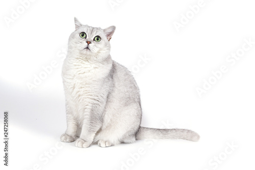 British Lorthair smoky cat isolated on white is waiting