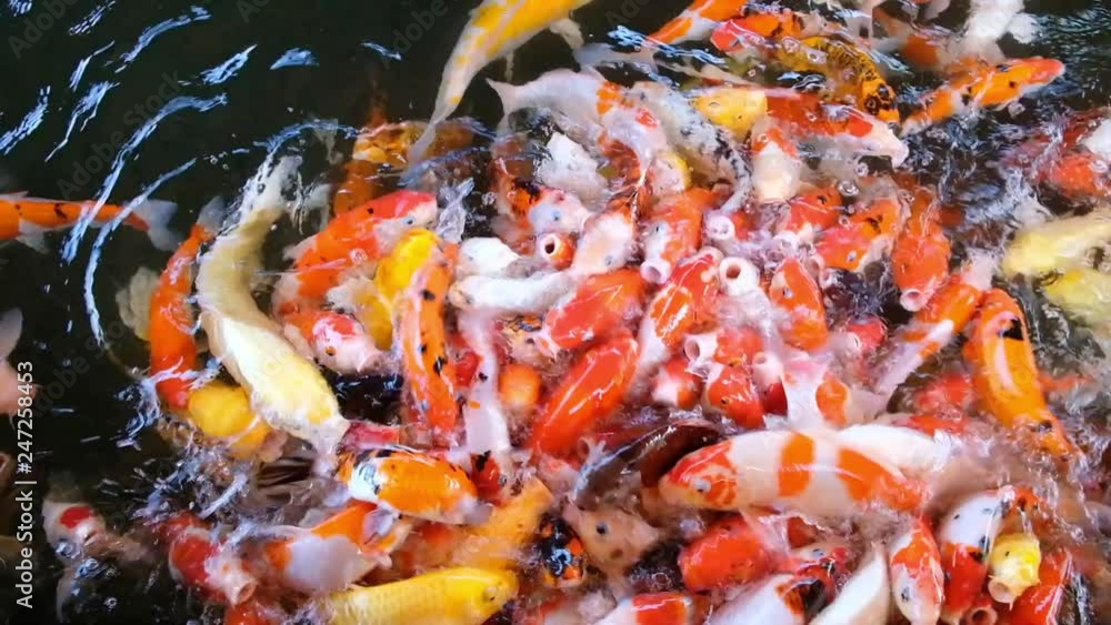 Feeding colourful fancy carp fish of Koi carps crowding competing for food in the pool or farm, full HD. Feeding colourful fancy carp fish of Koi carps crowding competing for food in the pool or farm, full HD.
