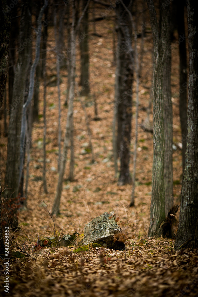 Autumn forest without people. Red dry leaves and grass. Autumn forest without people. Red dry leaves and grass.