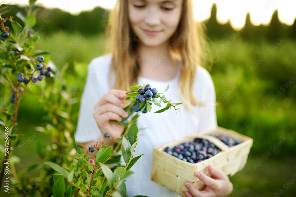 Cute little girl picking fresh berries on organic blueberry farm on warm and sunny summer day. Fresh healthy organic food for small kids. Cute little girl picking fresh berries on organic blueberry farm on warm and sunny summer day. Fresh healthy organic food for small kids.