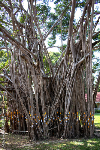 Mrigadayawan palace or Love and hope Palace, Cha-am, Thailand, has Ordination tree ceremony to prevent deforestation and bring a silver bag, a golden bag tied to a tree for worship photo