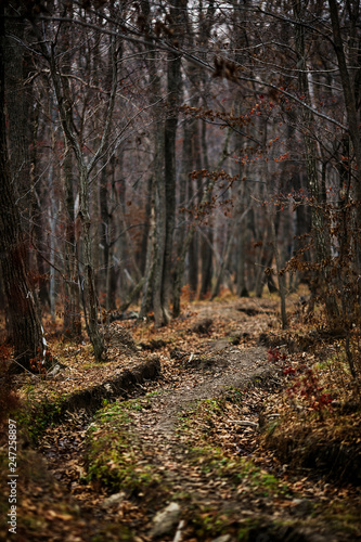 Autumn forest without people. Red dry leaves and grass. © alexhitrov