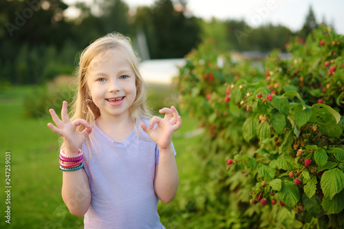 Cute little girl picking fresh berries on organic raspberry farm on warm and sunny summer day.