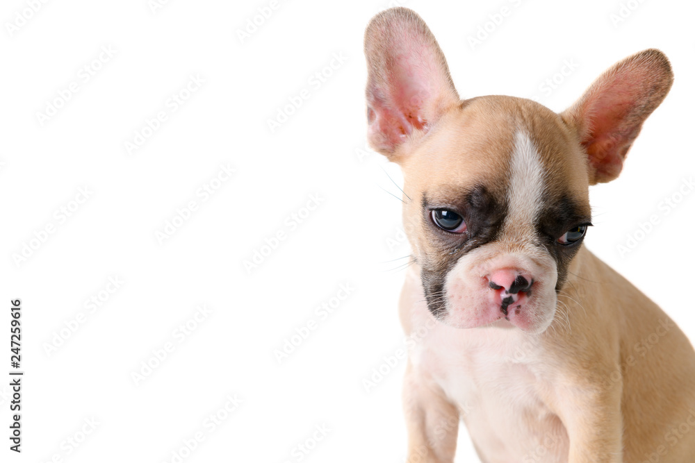 Cute little French bulldog thinking isolated