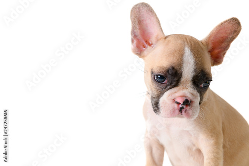 Cute little French bulldog thinking isolated © kwanchaichaiudom