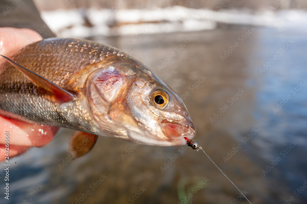 Obraz premium Winter Fly Fishing