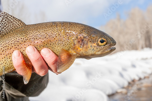 Fototapeta Naklejka Na Ścianę i Meble -  Winter Fly Fishing