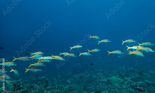 Line of bright yellow tropical goatfish swim in blue sea.