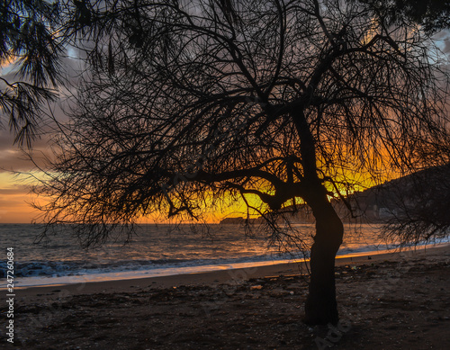 sunset in the park by the sea