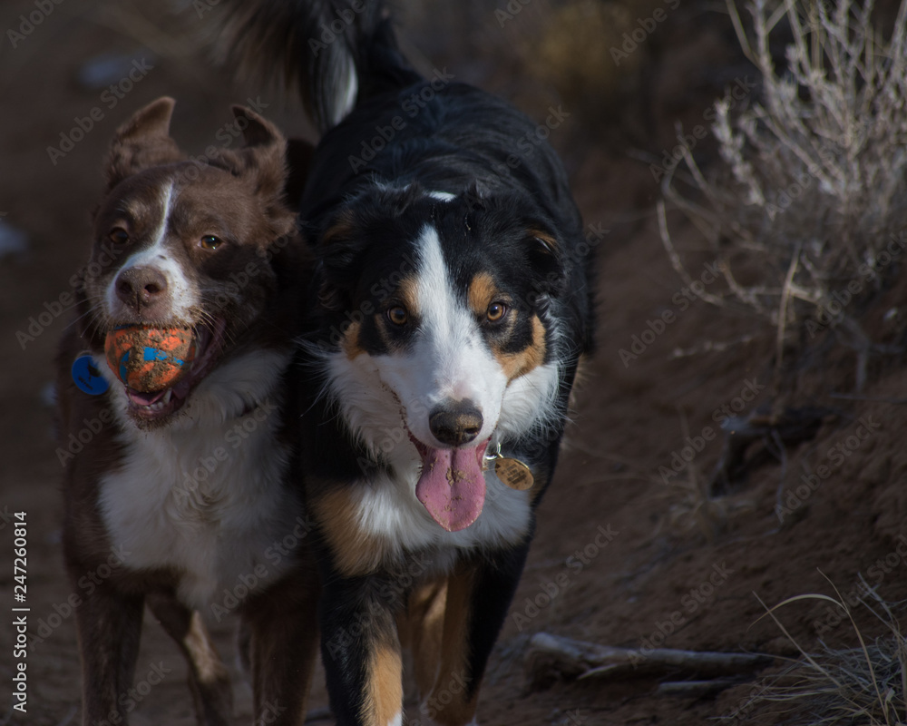 Fototapeta premium Dogs Playing