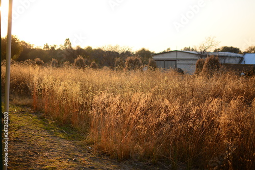 campo en atardecer 2