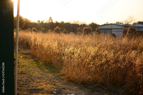 campo en atardecer