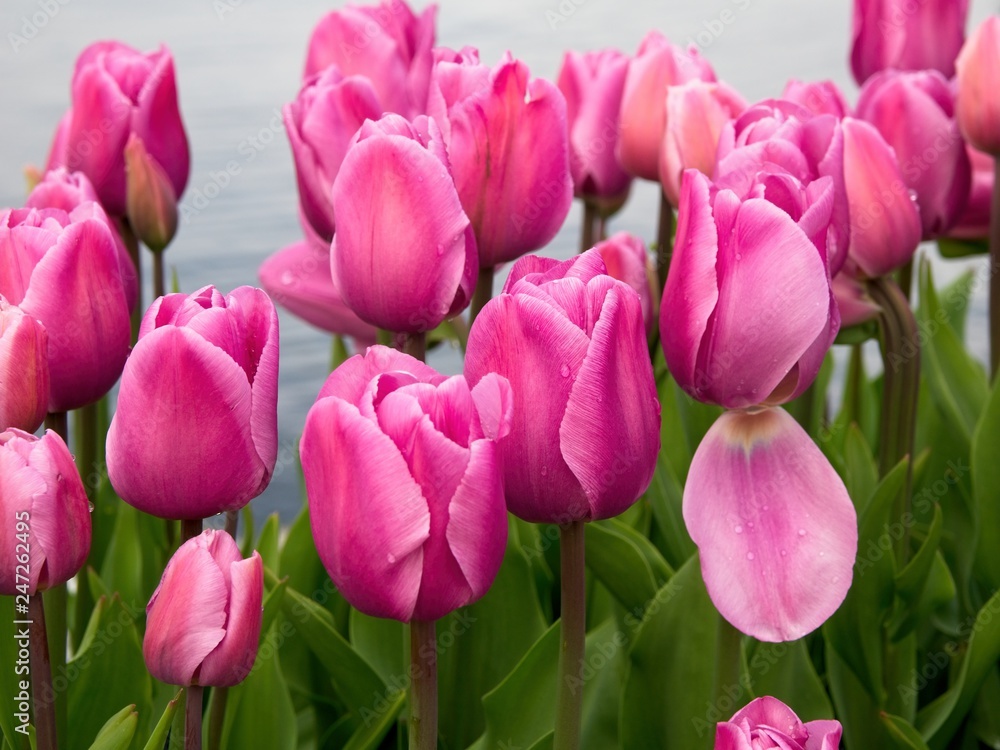Tulips decorate the seaside walk in Sidney, Vancouver Island, British Columbia Tulips decorate the seaside walk in Sidney, Vancouver Island, British Columbia